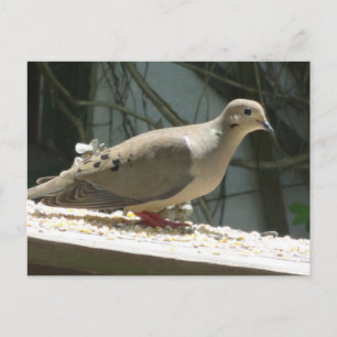 Postal Dove de duelo