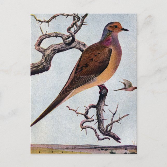 Postal Dove de duelo (Anverso)