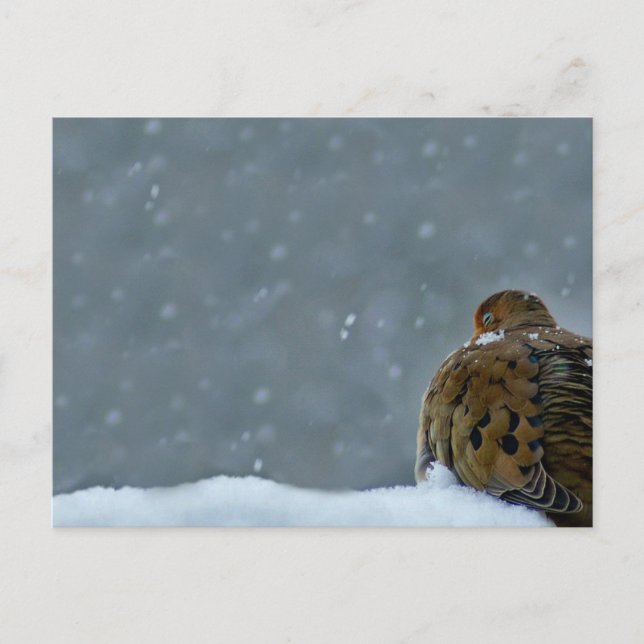 Postal Dove de duelo (Anverso)