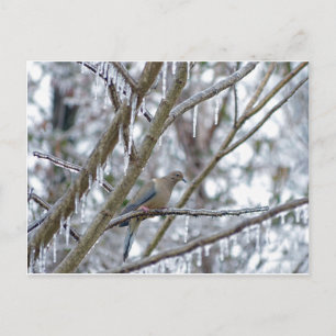 Postal Dove de duelo