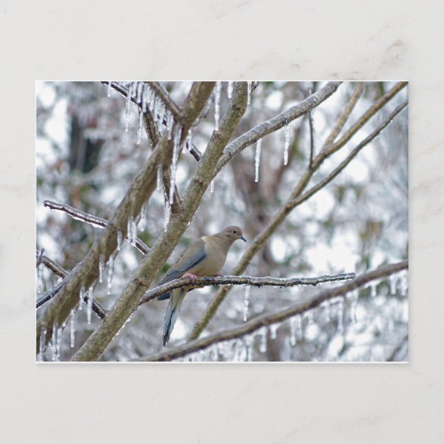 Postal Dove de duelo (Anverso)