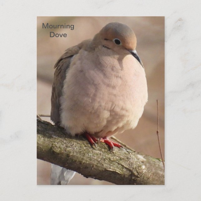 Postal Dove de duelo (Anverso)