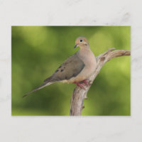 Dove de luto, Zenaida macroura