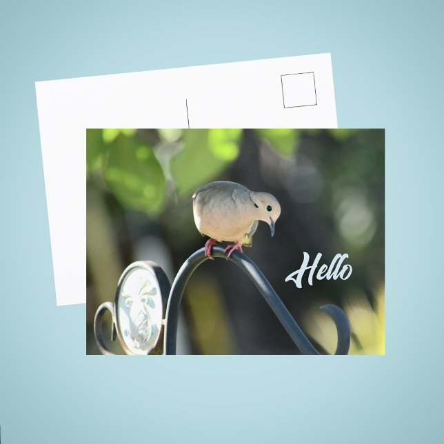 Postal Dove Dropping in to Say Hello Photo (Subido por el creador)