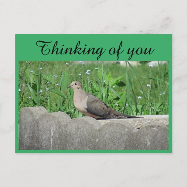 Postal Dove in Garden Photo Thing (Anverso)