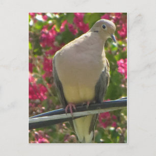 Postal Dove On Wire