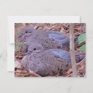 Postal Doves de luto