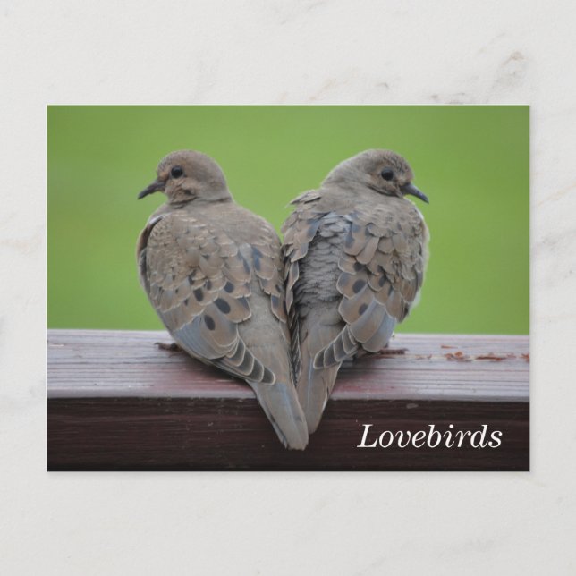 Postal Doves de luto (Anverso)