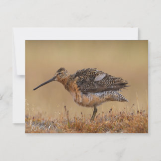 Postal Dowitcher de factura larga