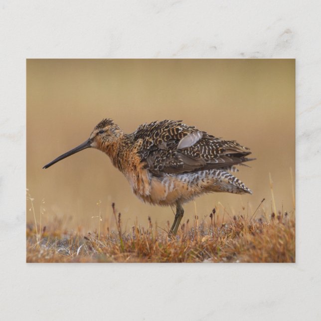 Postal Dowitcher de factura larga (Anverso)