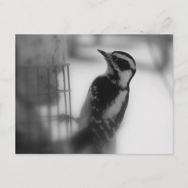 Postal Downy (Anverso)