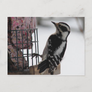 Postal Downy Woodpecker