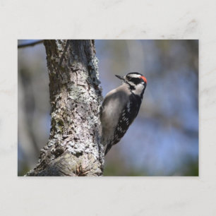 Postal Downy Woodpecker