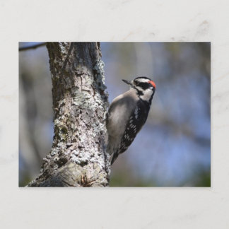 Postal Downy Woodpecker