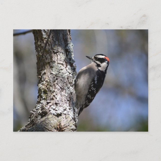 Postal Downy Woodpecker (Anverso)