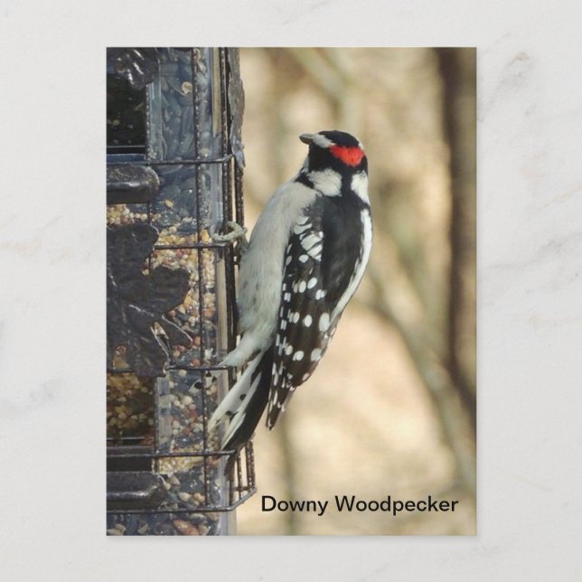 Postal Downy Woodpecker (Anverso)