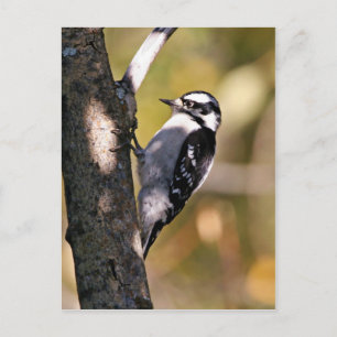 Postal Downy Woodpecker