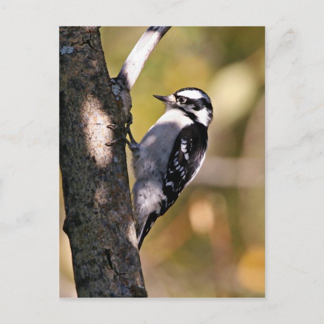Postal Downy Woodpecker (Anverso)