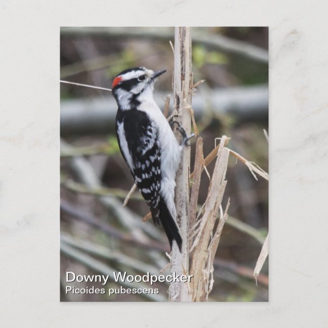 Postal Downy Woodpecker (Anverso)