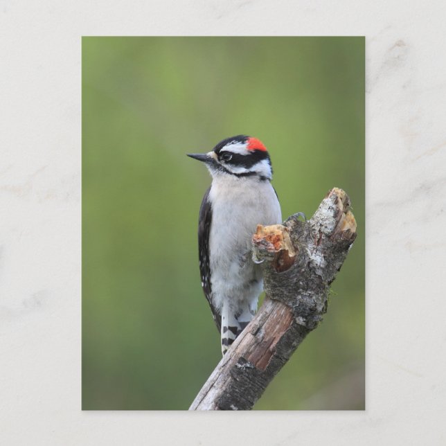 Postal Downy Woodpecker (Anverso)