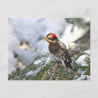 Postal Downy Woodpecker