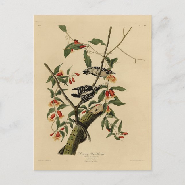 Postal Downy Woodpecker - de Aves de América de Audubon (Anverso)