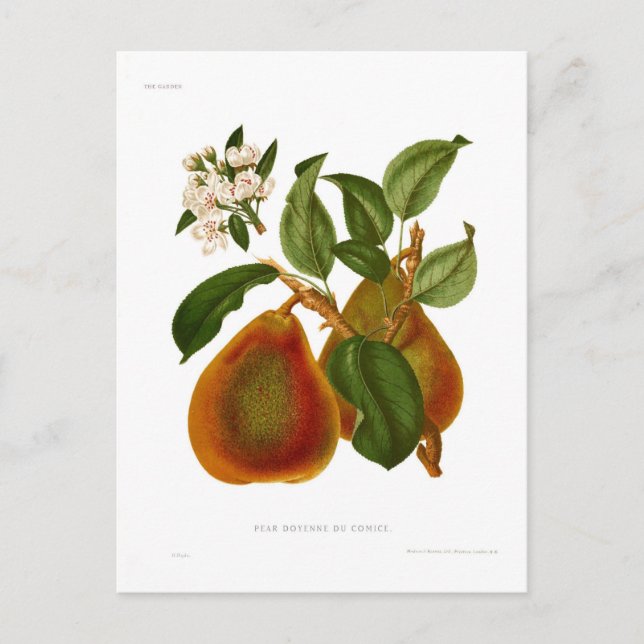 Postal Doyenne du Comice Pear (Anverso)