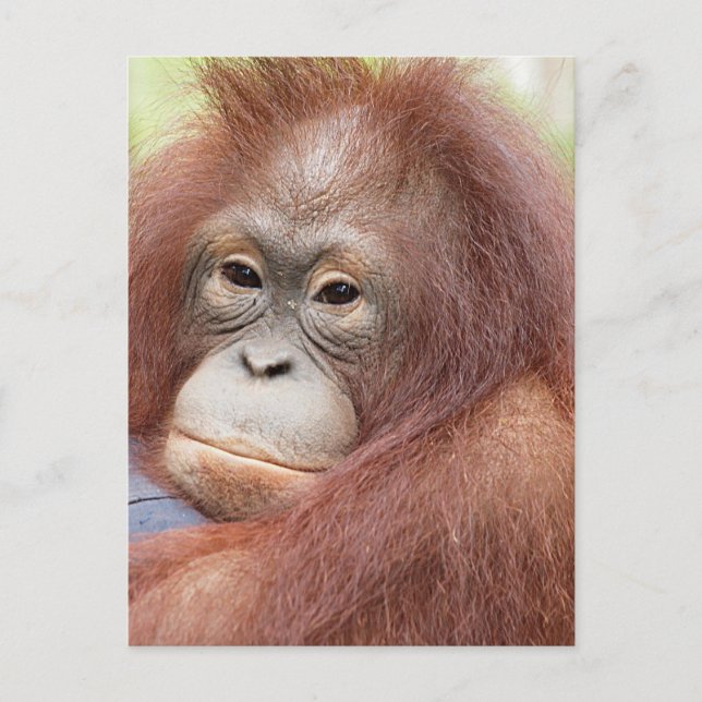 Postal Dra. Ann the Orangutan (Anverso)