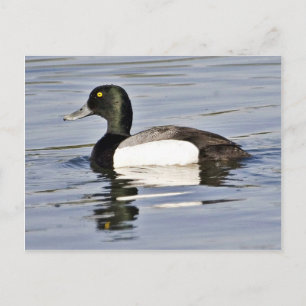 Postal Dragada de Scaup Mayor