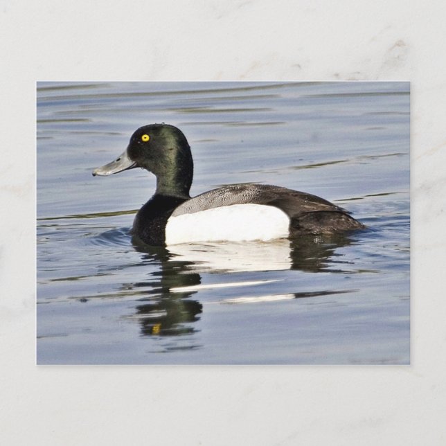 Postal Dragada de Scaup Mayor (Anverso)