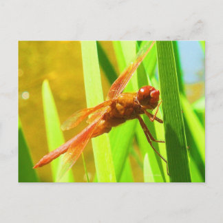 Postal Dragón