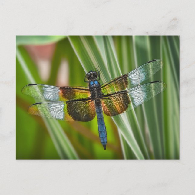 Postal Dragón (Anverso)