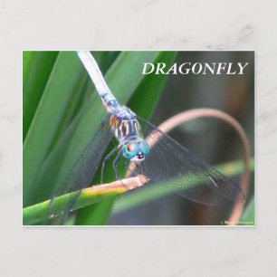 Postal Dragón