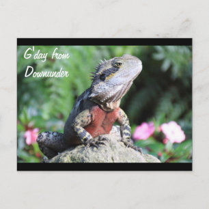 Postal Dragón acuático australiano