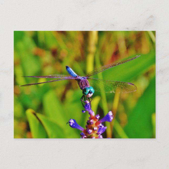 Postal Dragón arcoiris verde azulado (Anverso)