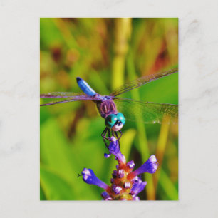 Postal Dragón arcoiris verde azulado