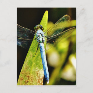 Postal Dragón azul claro