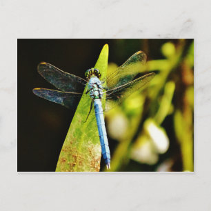 Postal Dragón azul claro