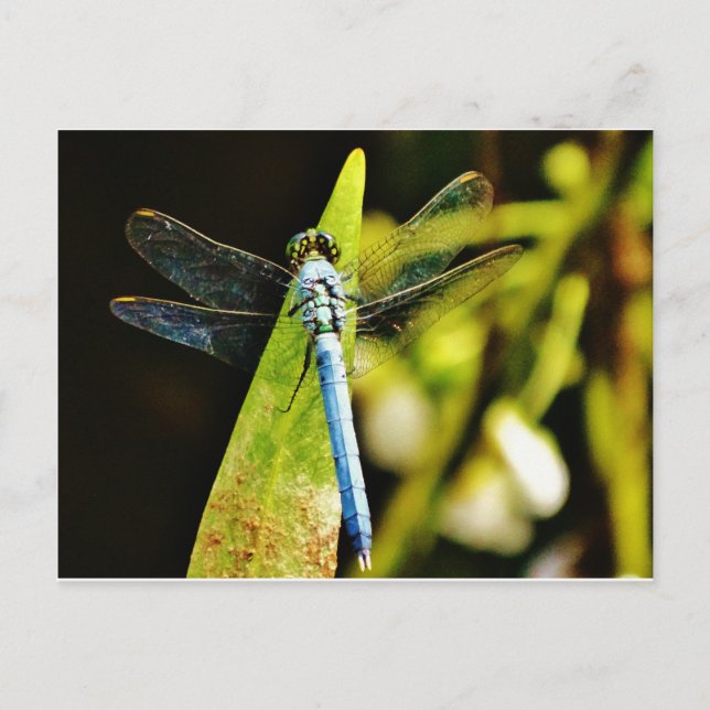 Postal Dragón azul claro (Anverso)