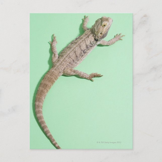 Postal Dragón barbudo (Anverso)