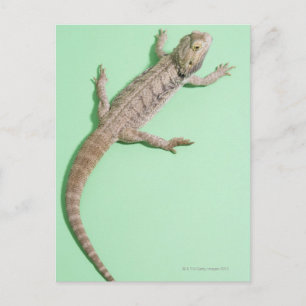 Postal Dragón barbudo