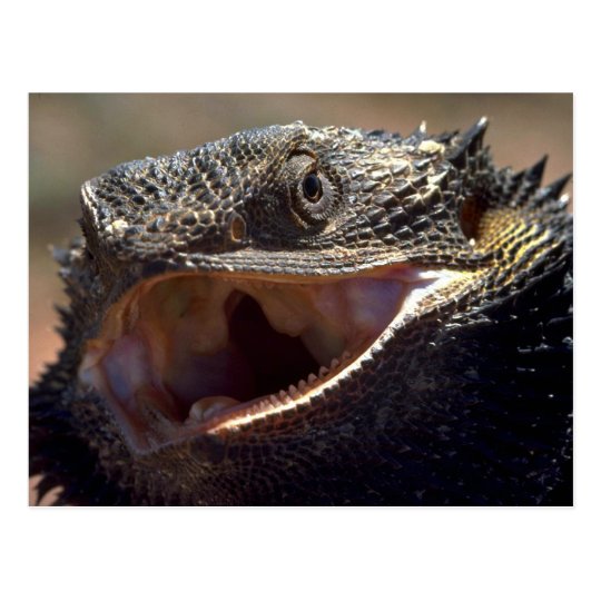 Postal Dragón barbudo, Australia