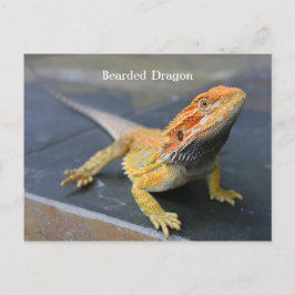 Postal Dragón con barba arco iris