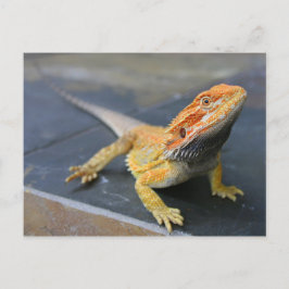 Postal Dragón con barba arco iris