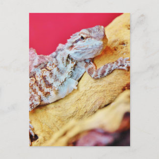 Postal Dragón con barba colorida