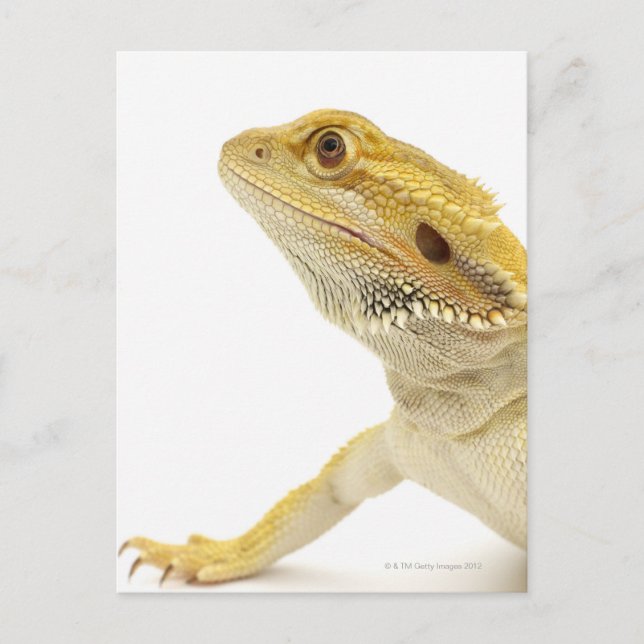 Postal dragón con barba (Pogona Vitticeps) (Anverso)