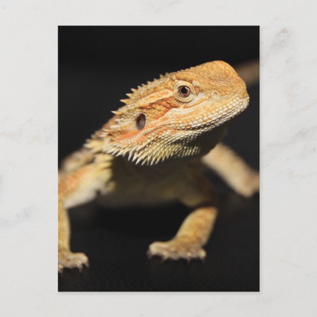 Postal Dragón con barbas curiosas (Anverso)