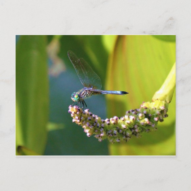 Postal Dragón de ojos verde azulados (Anverso)