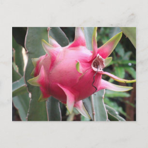 Postal Dragon Fruto creciente
