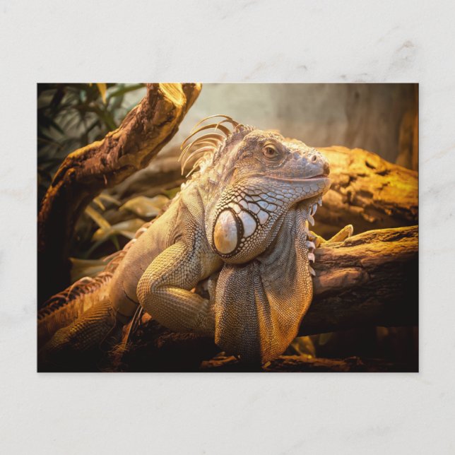 Postal Dragon Iguana (Anverso)